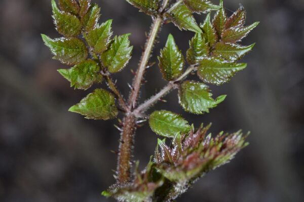 Aralia spinosa - Emerging Foliage