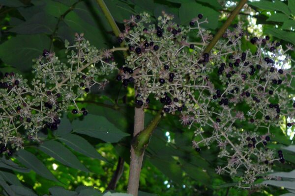 Aralia spinosa - Fruit