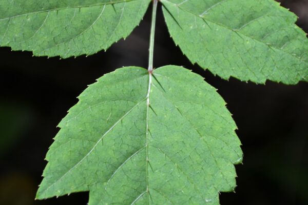 Aralia spinosa - Foliage