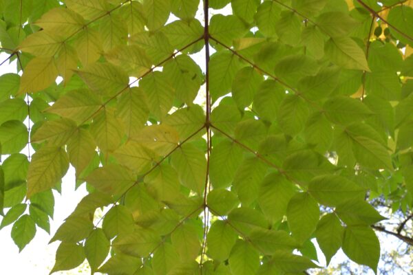 Aralia spinosa - Fall Foliage