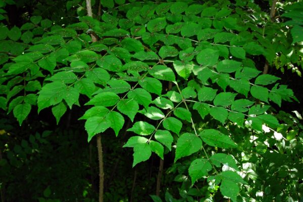 Aralia spinosa - Leaf Arrangement