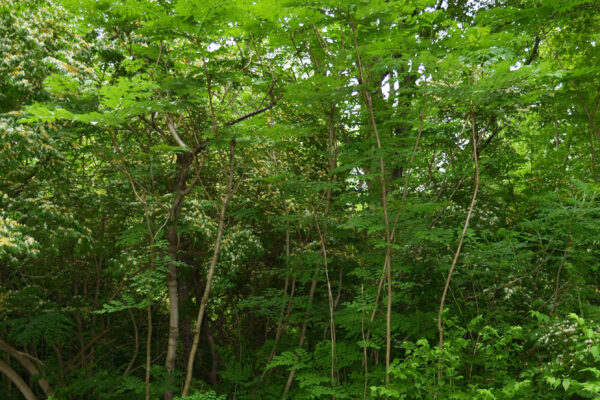 Aralia spinosa - Overall Shrub