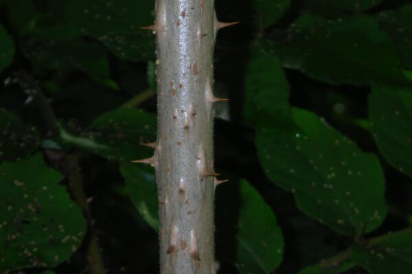 Aralia spinosa - Bark