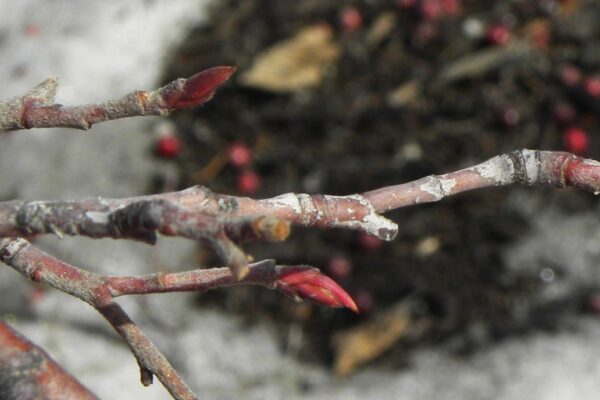 Aronia arbutifolia - Buds