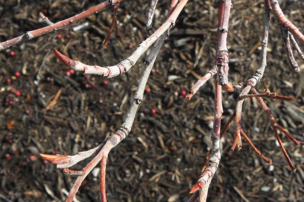 Aronia arbutifolia - Twig & Buds