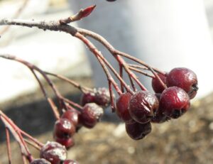 Aronia arbutifolia - Old Fruit