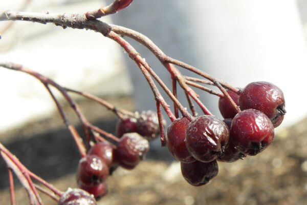 Aronia arbutifolia - Old Fruit
