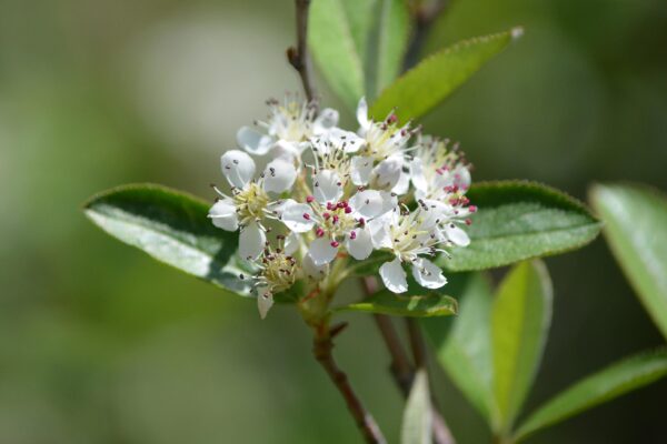 Aronia arbutifolia ′Brilliantissima′ - Flower