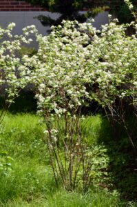 Aronia arbutifolia ′Brilliantissima′ - Flowering Shrub