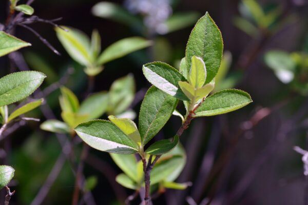 Aronia arbutifolia ′Brilliantissima′ - Foliage