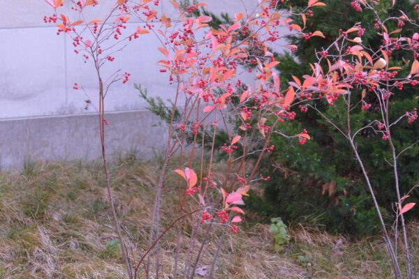 Aronia arbutifolia ′Brilliantissima′ - Shrub in Fall