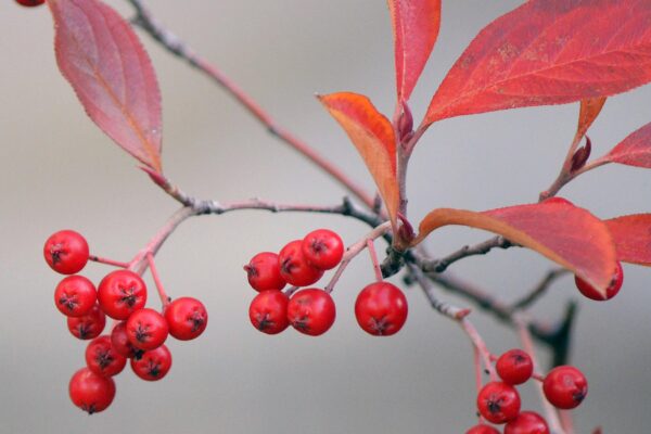 Aronia arbutifolia ′Brilliantissima′ - Fruit and Fall Leaves