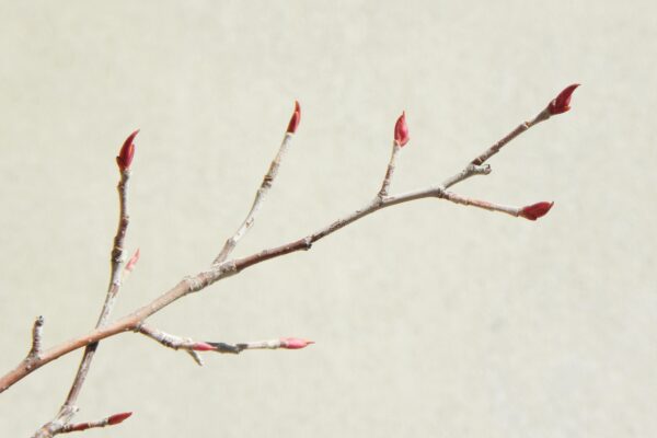 Aronia arbutifolia ′Brilliantissima′ - Buds
