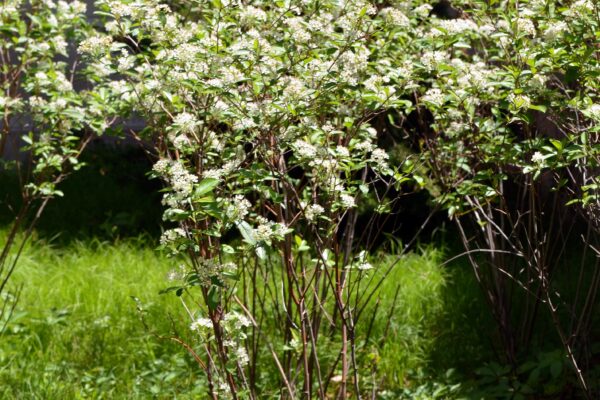 Aronia arbutifolia ′Brilliantissima′ - Flowering Shrub