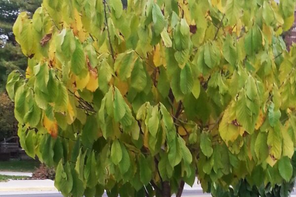 Asimina triloba - Fall Habit