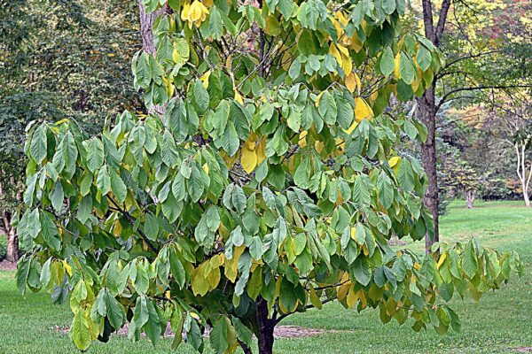 Asimina triloba - Early Fall Habit