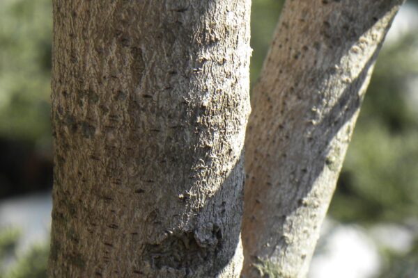 Asimina triloba - Bark