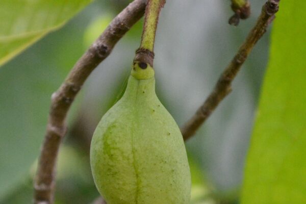 Asimina triloba - Fruit