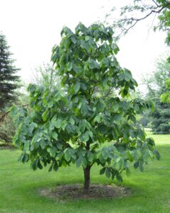 Asimina triloba - Overall Tree