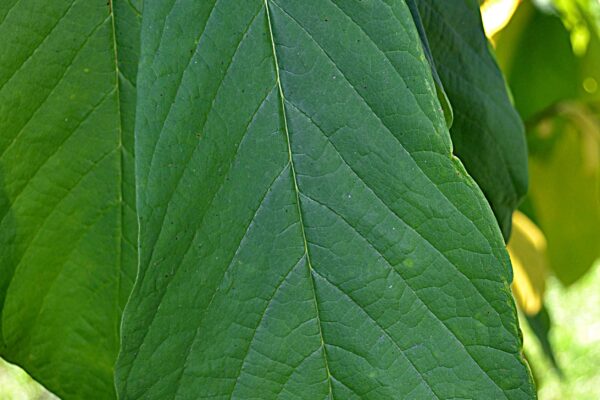Asimina triloba - Leaf