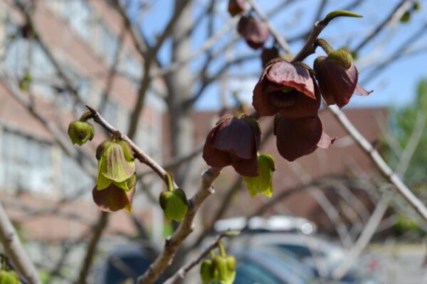 Asimina triloba - Flowers