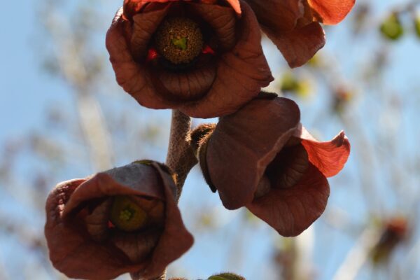 Asimina triloba - Flowers