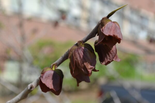 Asimina triloba - Flowers