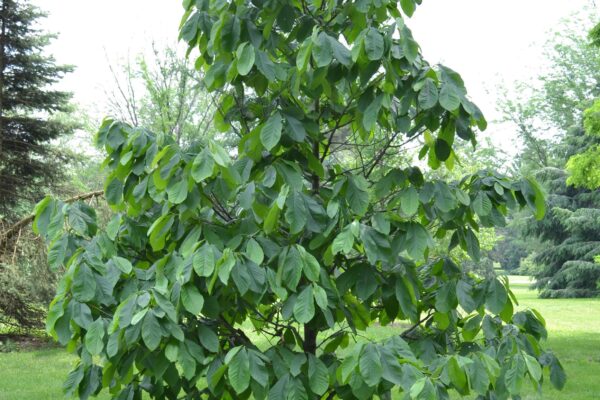 Asimina triloba - Overall Tree