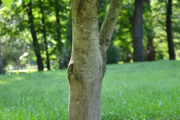 Asimina triloba - Bark