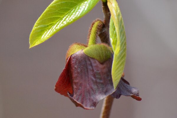 Asimina triloba - Flower & Emerging Leaves