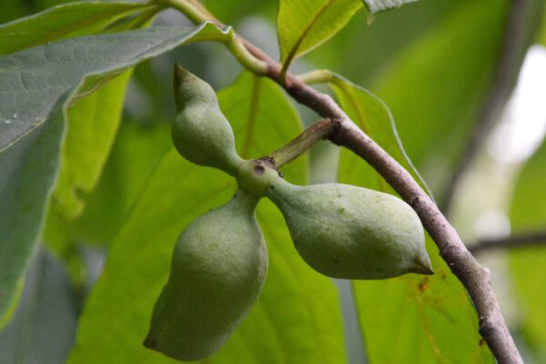 Asimina triloba - Developing Fruit