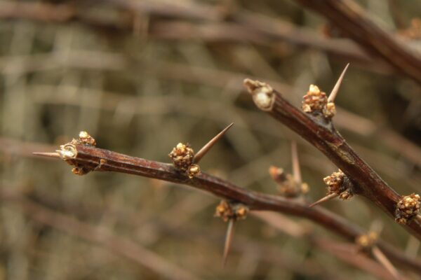 Berberis thunbergii - Buds