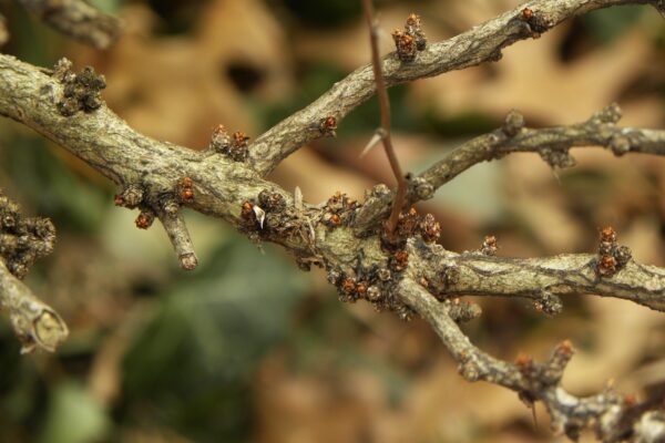 Berberis thunbergii - Buds and Bark