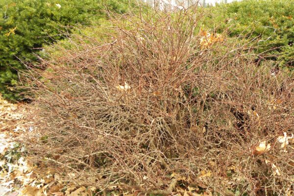 Berberis thunbergii - Winter Habit