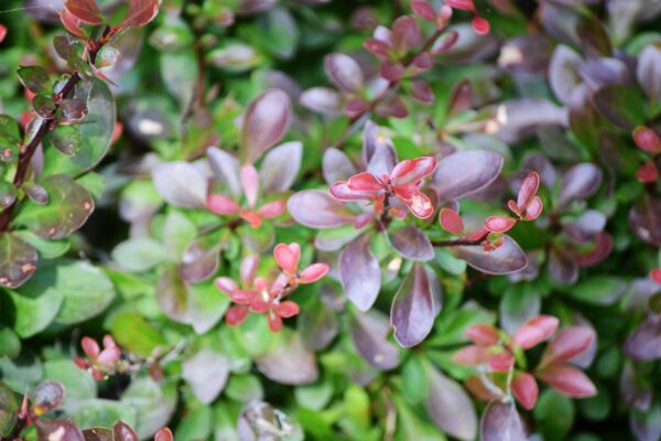 Berberis thunbergii - New Growth