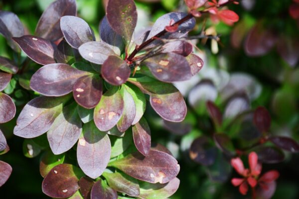 Berberis thunbergii - Foliage