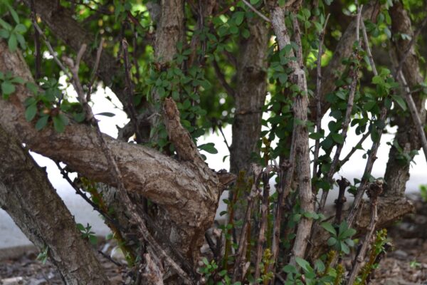 Berberis thunbergii - Bark