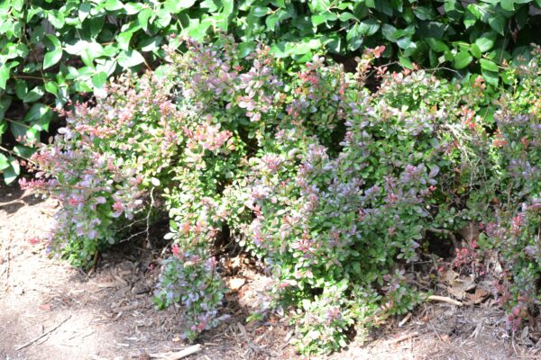 Berberis thunbergii - Summer Habit