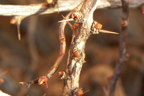 Berberis thunbergii ′Bogozam′ [sold as Bonanza Gold™] - Buds