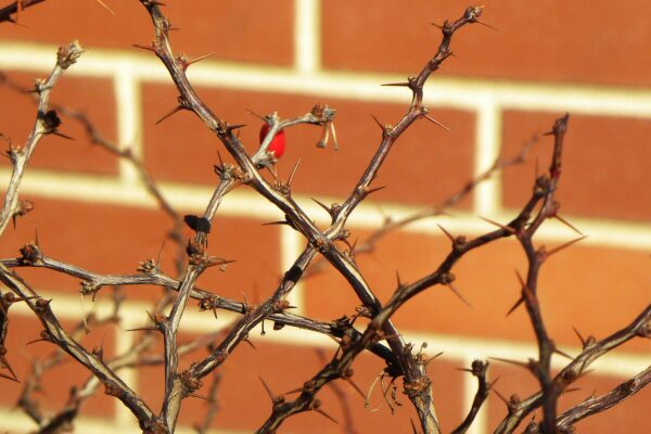 Berberis thunbergii ′Bogozam′ [sold as Bonanza Gold™] - Thorns & Buds