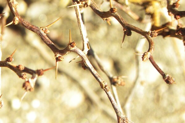 Berberis thunbergii ′Bogozam′ [sold as Bonanza Gold™] - Buds & Twig