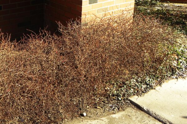 Berberis thunbergii ′Bogozam′ [sold as Bonanza Gold™] - Winter Habit