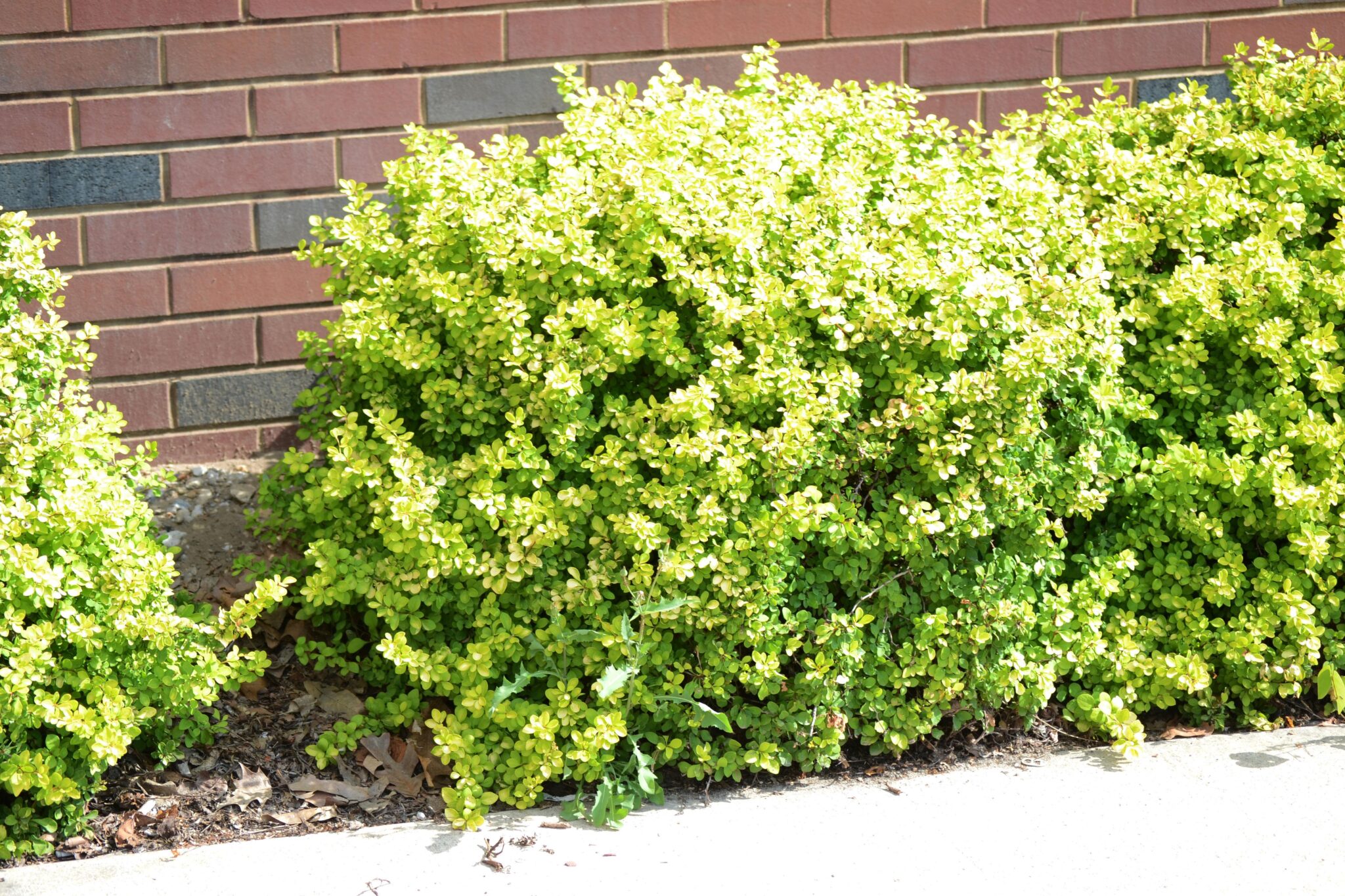 Berberis thunbergii 'Bogozam' [sold as Bonanza Gold™] (Bonanza