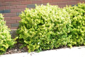 Berberis thunbergii ′Bogozam′ [sold as Bonanza Gold™] - Summer Habit