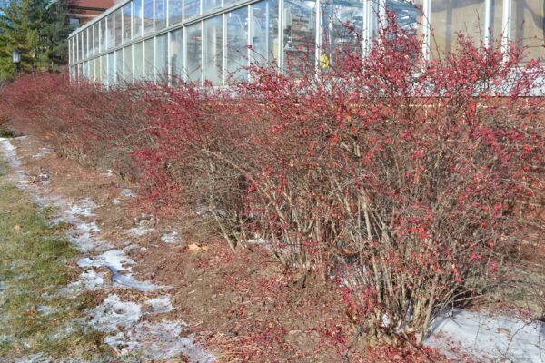 Berberis thunbergii var. atropurpurea - Row of Shrubs in the Fall