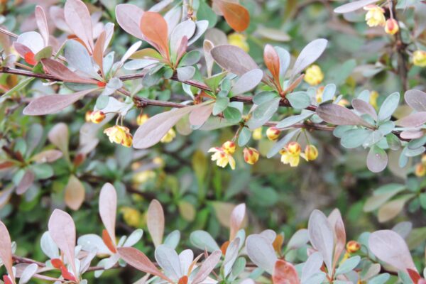 Berberis thunbergii var. atropurpurea - Flowers and Foliage