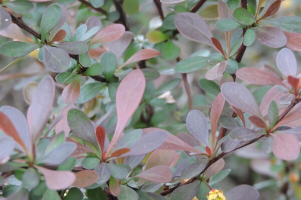 Berberis thunbergii var. atropurpurea - Flowers and Foliage