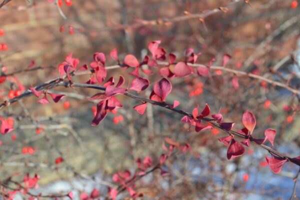 Berberis thunbergii var. atropurpurea - Fall Foliage