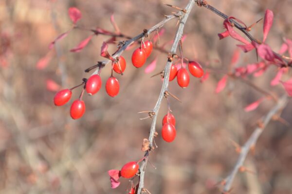 Berberis thunbergii var. atropurpurea - Fruit