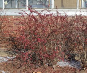 Berberis thunbergii var. atropurpurea - Habit in Fall